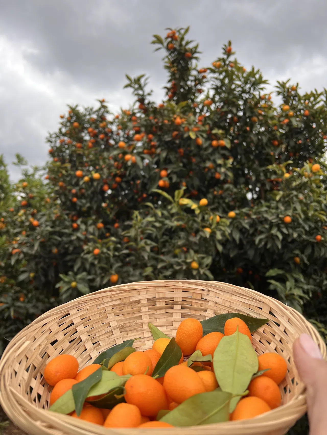 Valencias appelsinsesong, fra markedets bod til Michelin-tallerkenen