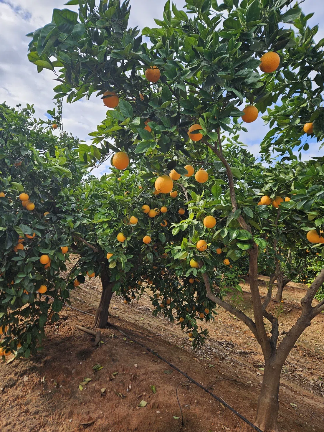 Huerto San Eusebio, Valencia