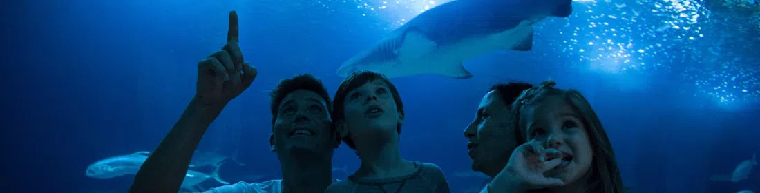 Oceanogràfic València, Valencia